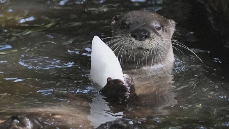 Экскременты пролили свет на образ жизни скрытных речных выдр