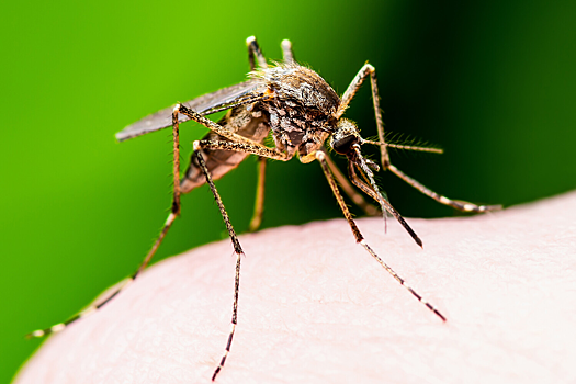 В России еще три года назад подали заявку на вакцину от лихорадки чикунгунья