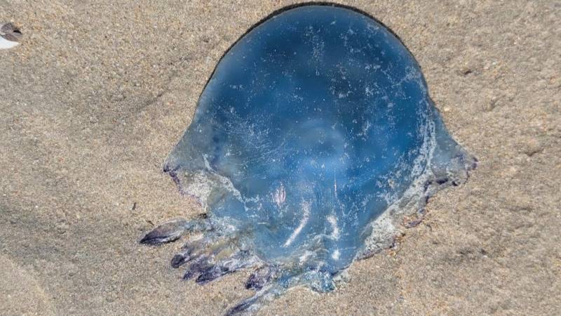 Нашествие медуз вынудило остановить работу крупнейшей АЭС во Франции