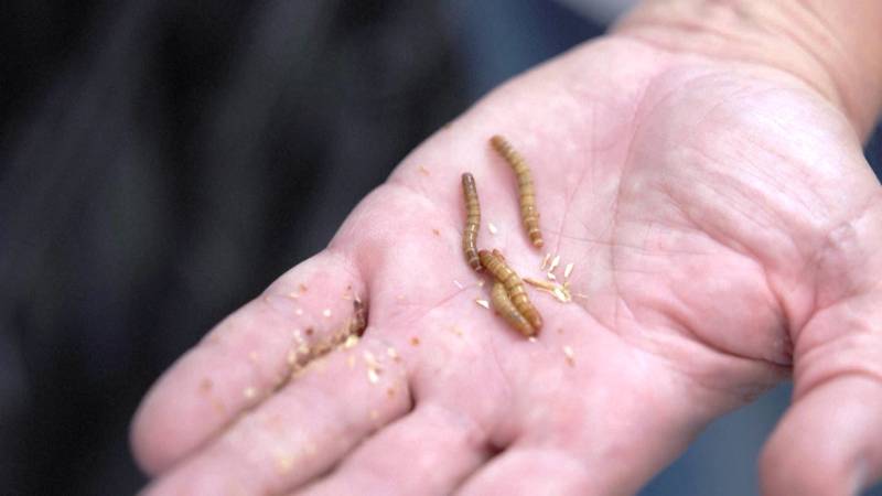 Сербские учёные надеются, что мучные черви помогут избавиться от пластиковых отходов