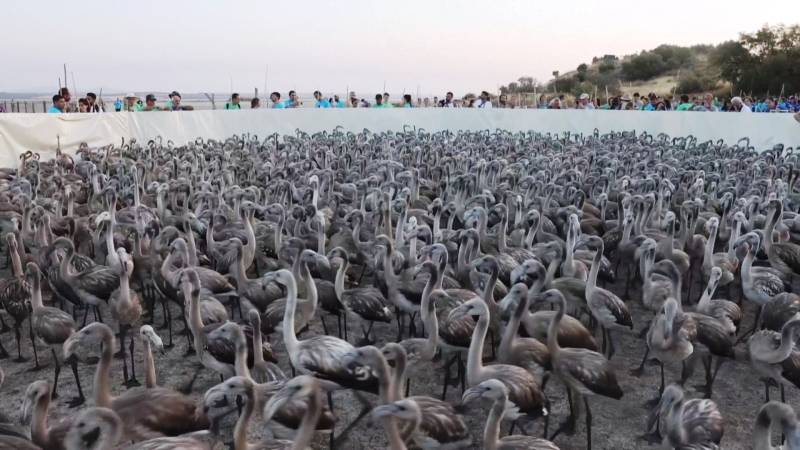 Тысячи фламинго после двух лет засухи вернулись в лагуну на юге Испании