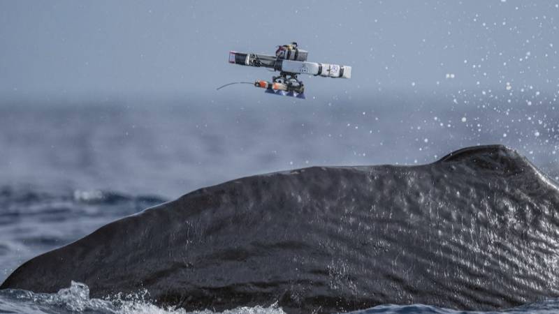 Учёные установили метки на кашалотов с помощью дронов