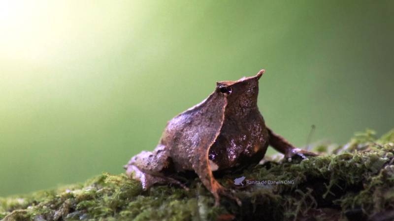 В Чили продолжают спасать редких лягушек – ринодерм Дарвина