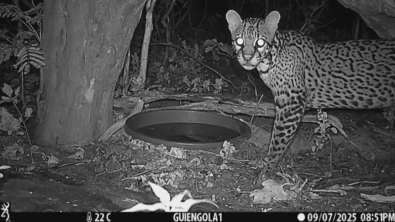 Биологи снимают зверей на камеру, чтобы добиться создания нового заповедника в Мексике