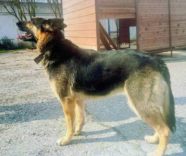 Служебные собаки ищут дом и любящих хозяев