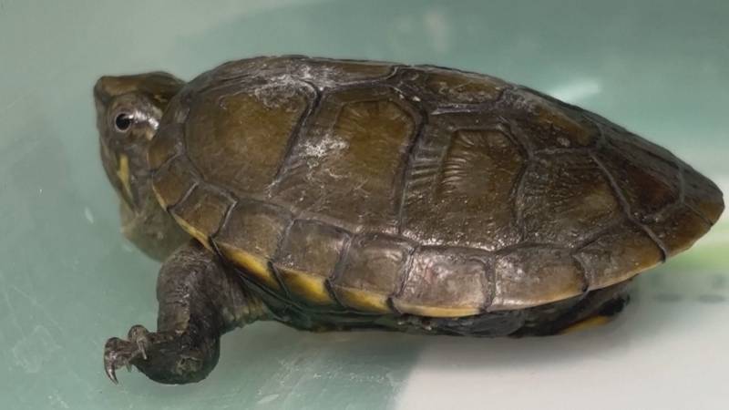 Самая маленькая пресноводная черепаха в мире родилась в зоопарке Мексики
