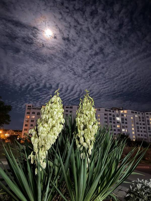 Необычно большую яркую Луну севастопольцы и жители других регионов могли наблюдать прошлой ночью и утром