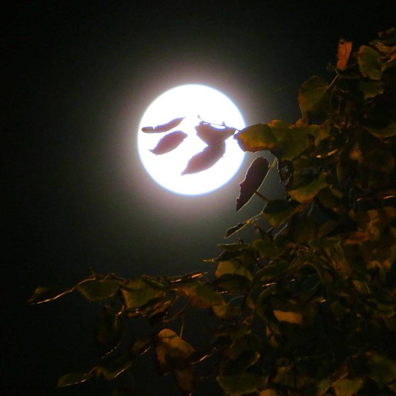 Необычно большую яркую Луну севастопольцы и жители других регионов могли наблюдать прошлой ночью и утром