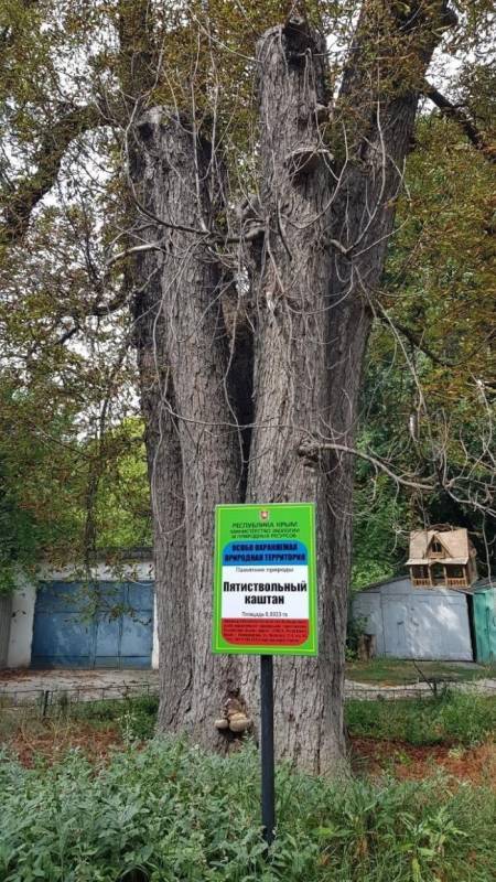 В Симферополе под топор пошел уникальный памятник природы — пятиствольный каштан Мильгаузена