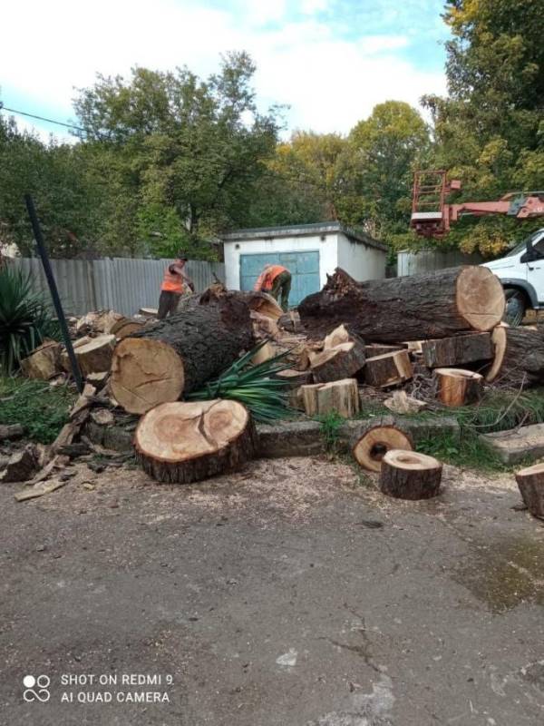 В Симферополе под топор пошел уникальный памятник природы — пятиствольный каштан Мильгаузена