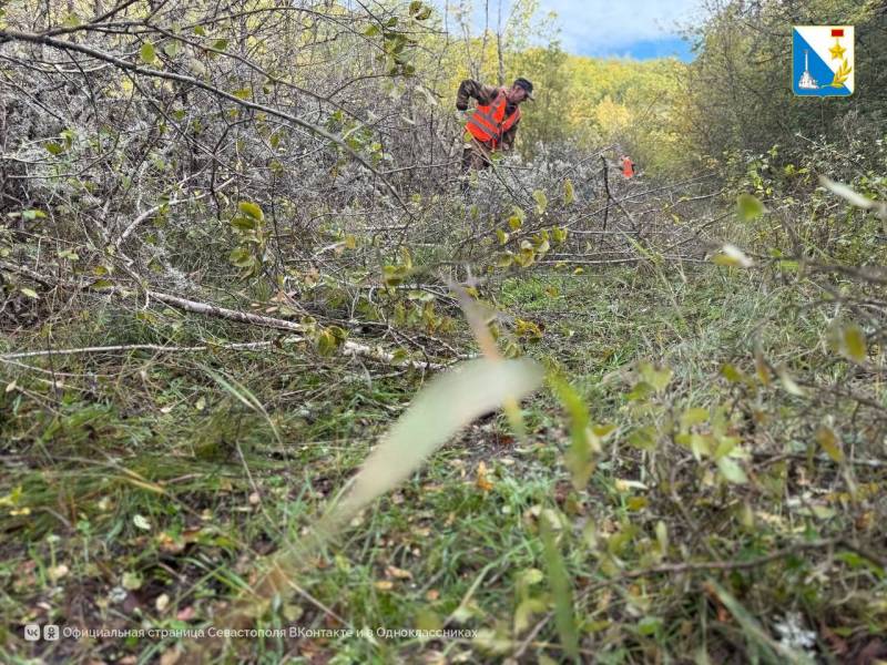 В Мекензиевском лесничестве расчистили 27 километров просек В Мекензиевском лесничестве расчистили 27 километров просек