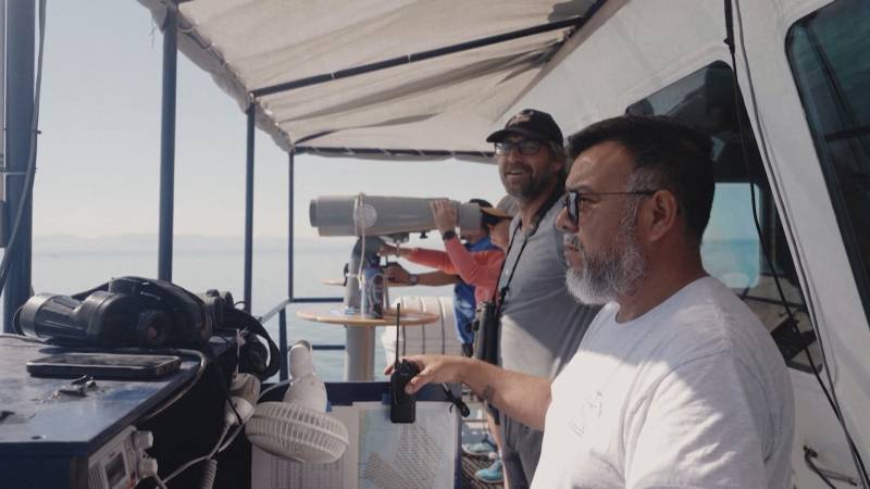 Двух редких вакит удалось увидеть в Калифорнийском заливе