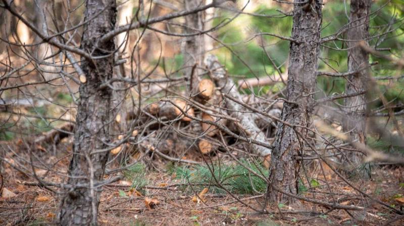 Лес вдоль трассы на Ангарский перевал рубят ради строительства дороги