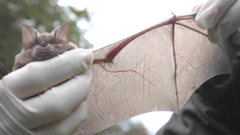 Какими качествами летучие мыши покорили учёных