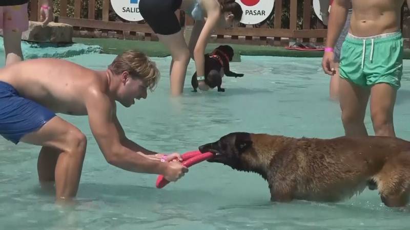 Почему некоторые собаки лают, если у них забрать игрушки