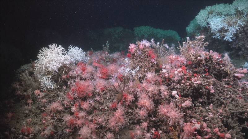 Уникальные кораллы и новые виды обнаружили на глубине 1200 метров у берегов Уругвая