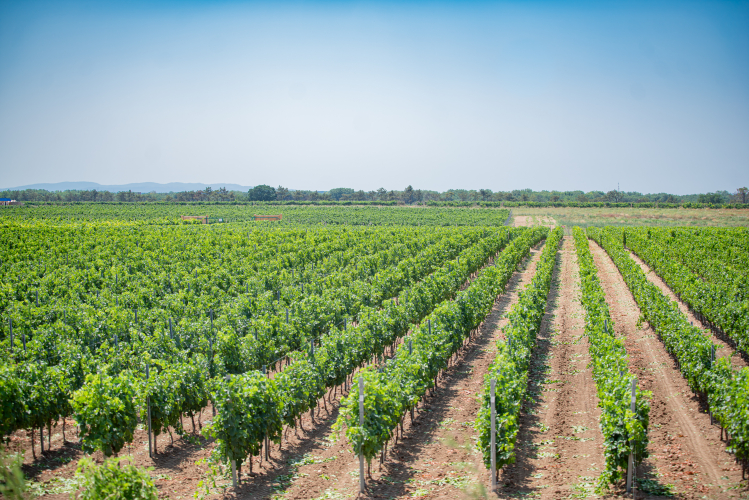 Севастопольские виноградари получили почти 450 млн рублей по программе льготного кредитования