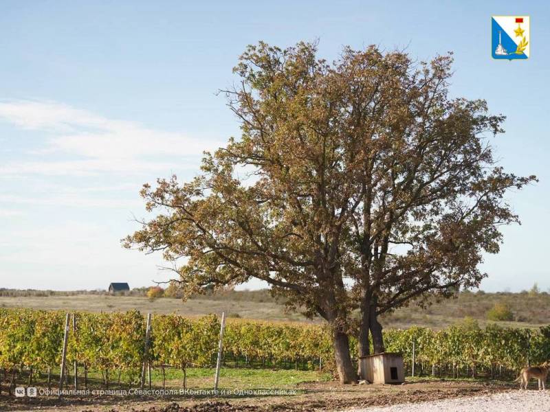 Виноградари Севастополя собрали за сезон 21 тысячу тонн