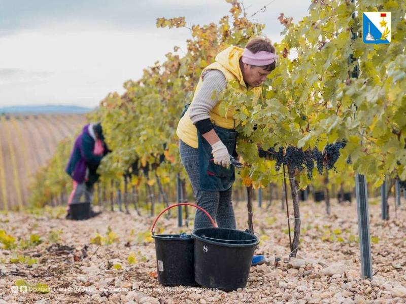 Виноградари Севастополя собрали за сезон 21 тысячу тонн
