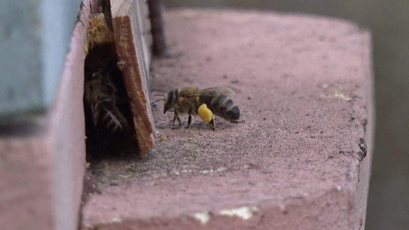 Пасеку в Сахарной Головке готовят к зиме и экотуризму