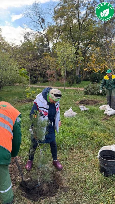 В Сквере 60-летия СССР специалисты успешно завершили высадку павловнии и сосен В Сквере 60-летия СССР специалисты успешно завершили высадку павловнии и сосен