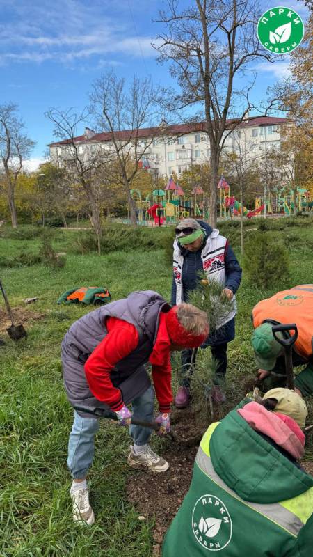 В Сквере 60-летия СССР специалисты успешно завершили высадку павловнии и сосен В Сквере 60-летия СССР специалисты успешно завершили высадку павловнии и сосен