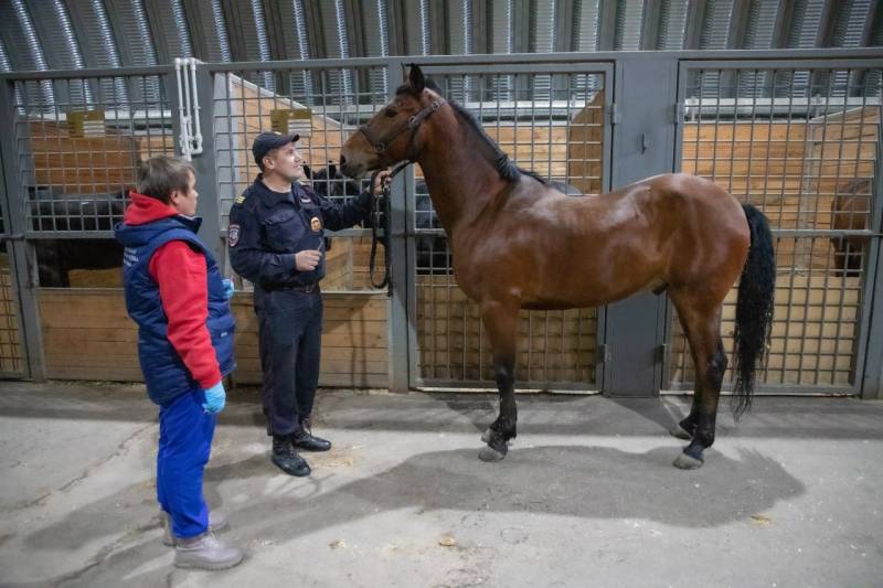 В Едином центре кинологии и кавалерии УМВД России по г.Севастополю прошли плановые ветеринарные мероприятия для служебных лошадей
