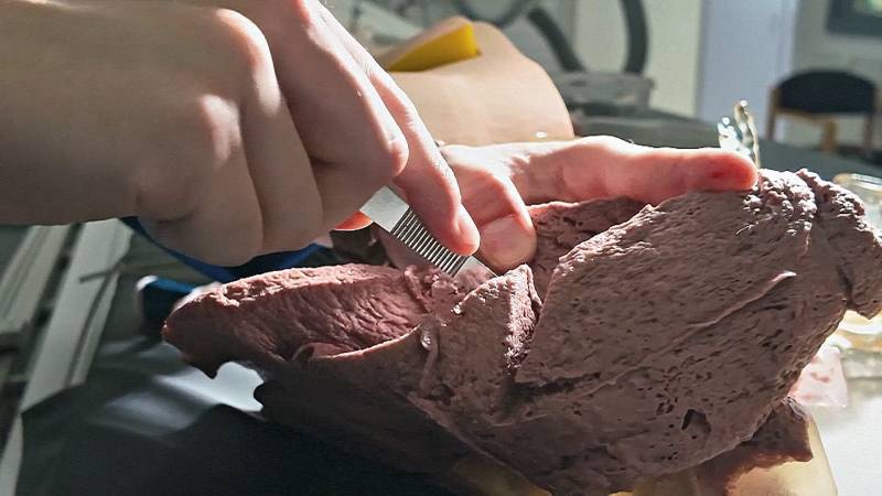 Британские студенты создали искусственные органы, чтобы заменить трупы