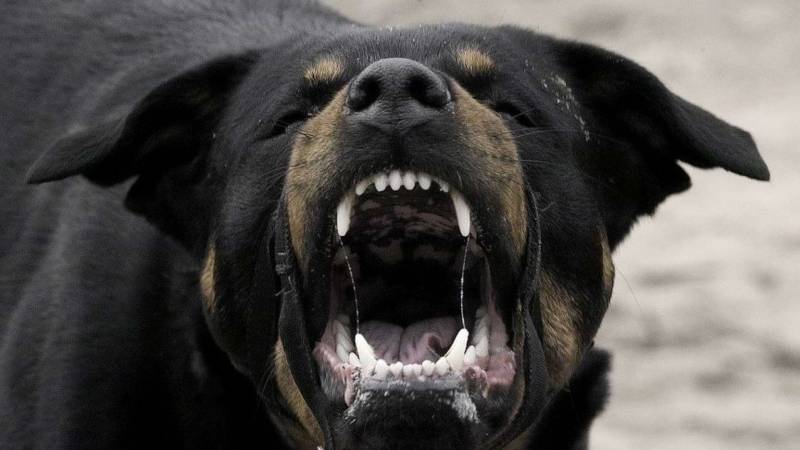 Администрация Бахчисарая выплатит компенсации покусанным собаками детям