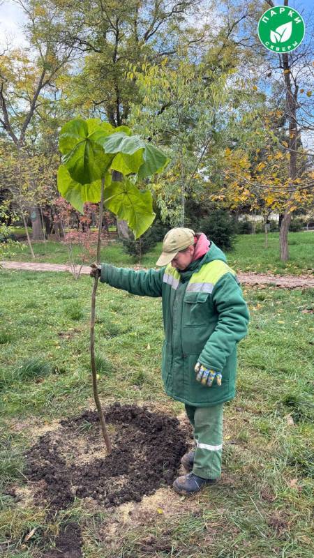 В Сквере 60-летия СССР специалисты успешно завершили высадку павловнии и сосен В Сквере 60-летия СССР специалисты успешно завершили высадку павловнии и сосен