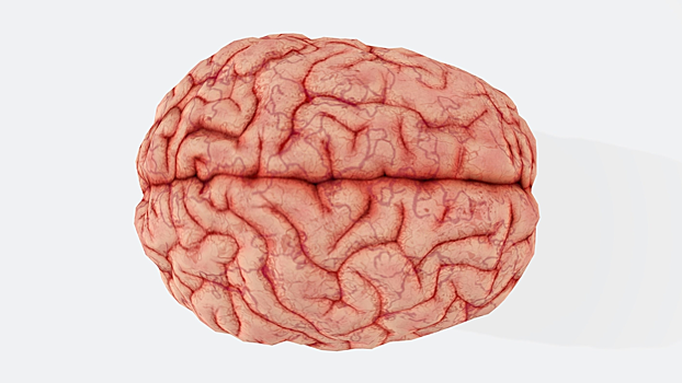 Российские ученые улучшили визуализацию сосудов мозга