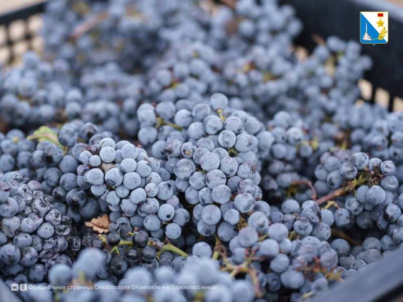 Виноградари Севастополя собрали за сезон 21 тысячу тонн