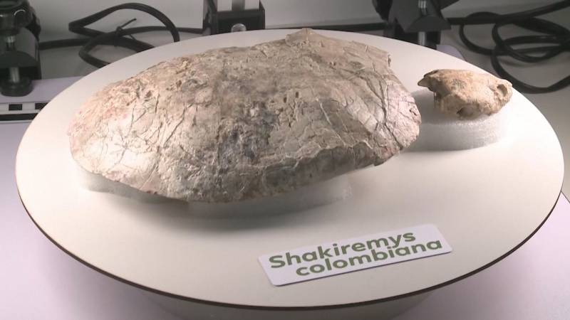 Новый вид ископаемой черепахи назвали в честь певицы Шакиры