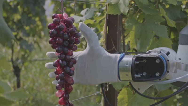 Знакомьтесь с «emstrongФрэски»/em/strong – роботом по уходу за итальянскими виноградниками