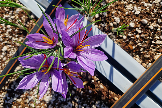 Обычная специя облегчила симптомы болезни нервной системы