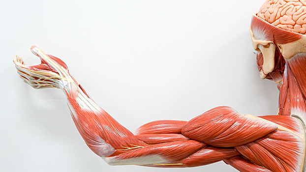 Определен способ замедлить разрушение мышц у пожилых