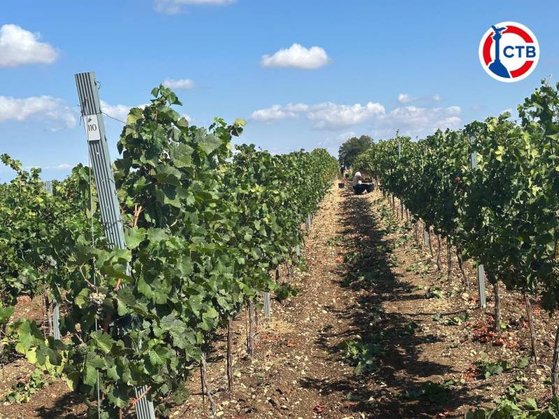 В 2025 году 30 винодельческих и виноградарских предприятий Севастополя получили господдержку на общую сумму в 740 миллионов рублей В 2025 году 30 винодельческих и виноградарских предприятий Севастополя получили господдержку на общую сумму в 740 миллионов рублей