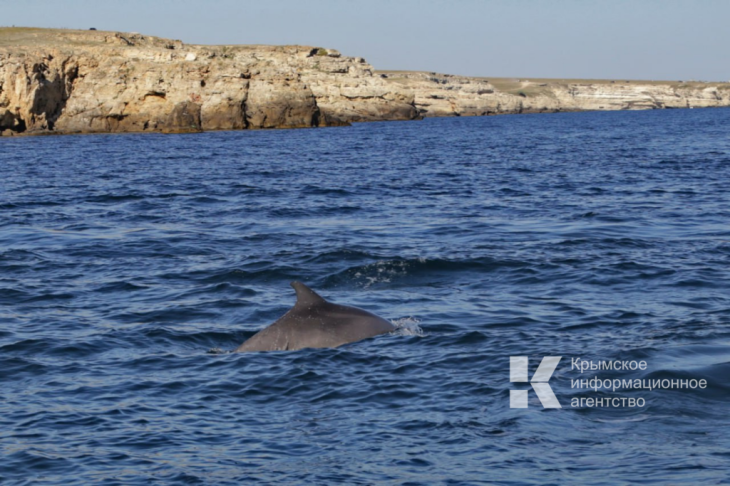 За год у берегов Крыма погибли 457 дельфинов