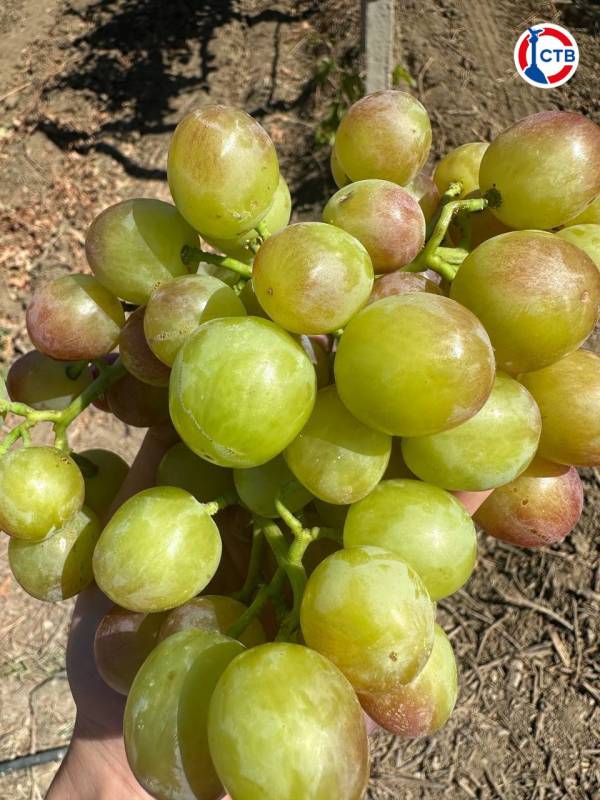 В 2025 году 30 винодельческих и виноградарских предприятий Севастополя получили господдержку на общую сумму в 740 миллионов рублей В 2025 году 30 винодельческих и виноградарских предприятий Севастополя получили господдержку на общую сумму в 740 миллионов рублей