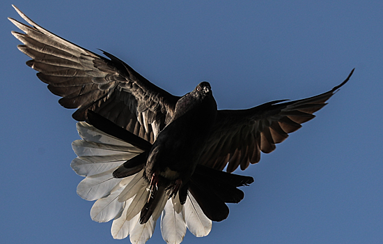 В помете голубей нашли опасные для людей патогены