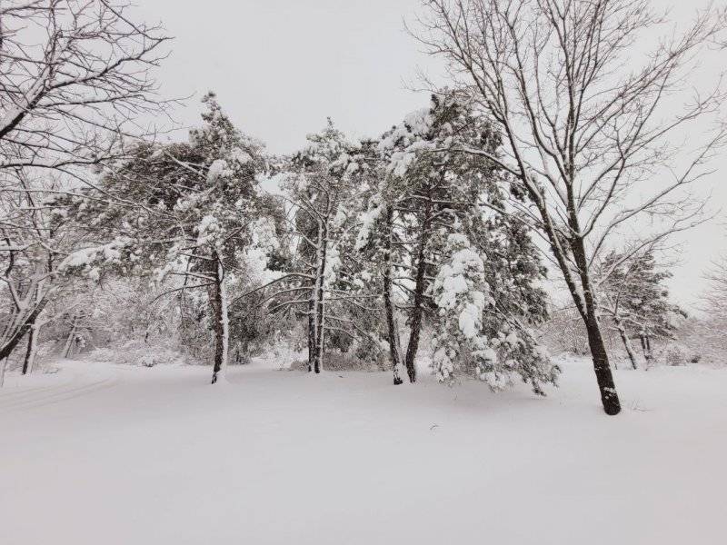 В севастопольских лесах отсутствуют случаи незаконной вырубки краснокнижных деревьев