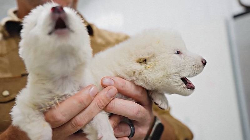 От лютоволков до пушистого робота-компаньона: инновации и открытия 2025 года