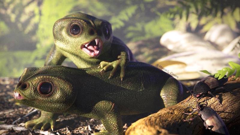 Самого молодого ринхозавра из когда-либо найденных обнаружили в Бразилии