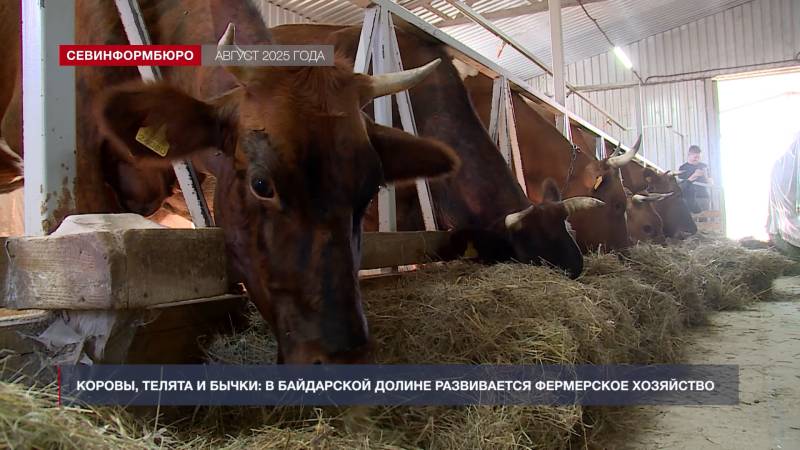 Итоги года: как в Севастополе заботятся о животных