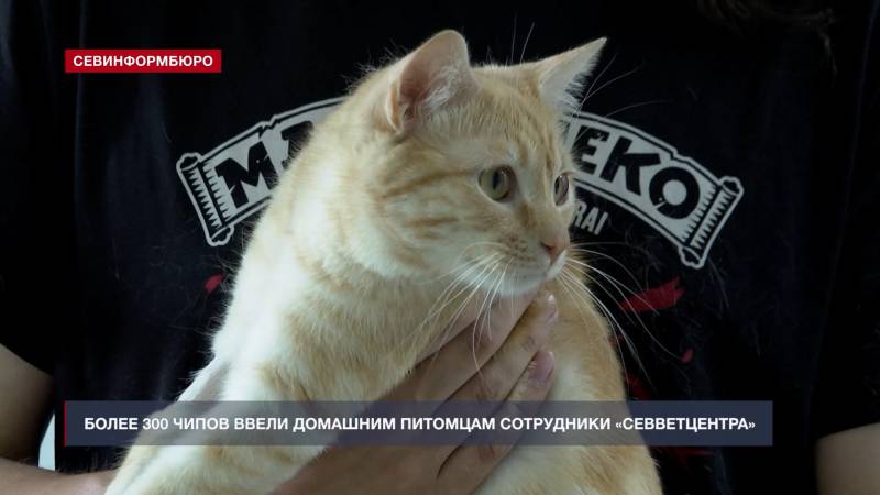 Итоги года: как в Севастополе заботятся о животных