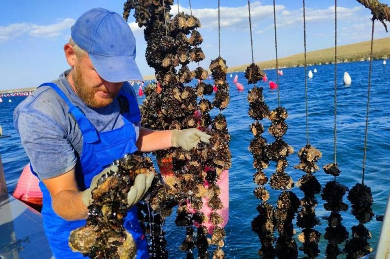 1 В Азовском море могут появиться фермы по выращиванию устриц