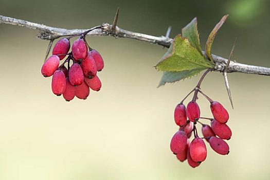 Как соединение из барбариса изменило скорость старения клеток сосудов