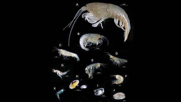 Болезни кишечника предложили лечить слизью ракообразных