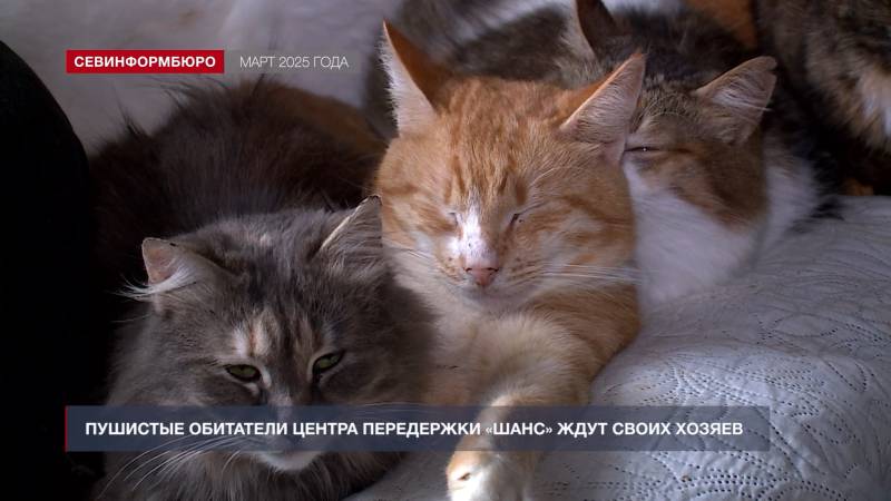 Итоги года: как в Севастополе заботятся о животных