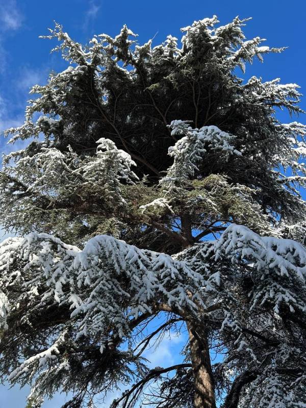 От снежного Севастополя остались только воспоминания ... и шедевральные снимки